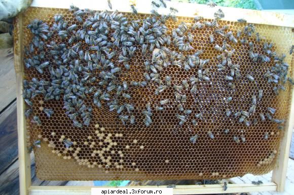 schimbare linistita? - Date: stup orizontal, 17 rame, la salcam, extras - SITUATII ANORMALE