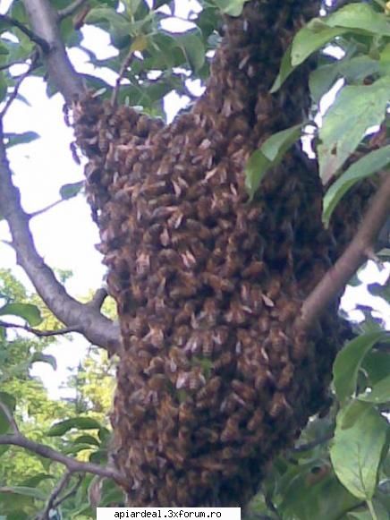 sfaturi de pastoral - Va salut stimati apicultori. Anul acest as dori - STUPARIT PASTORAL