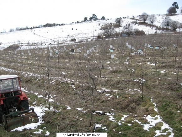 stimulari de primavara - Azi e iarna , dar poimiine va fi bucurie mare - SUNT INCEPATOR
