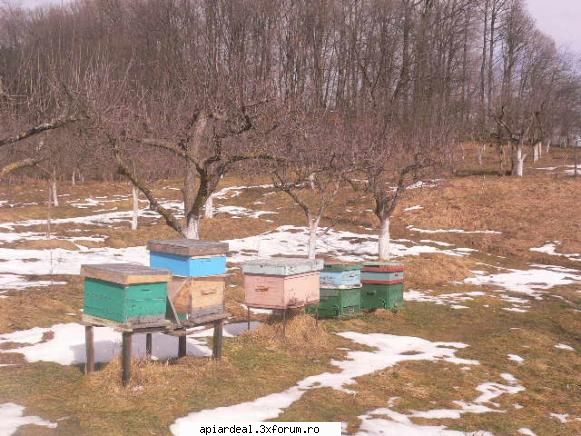 stupi,albine si un_escu - la 20 februarie 2010 s-a topit zapada - ACESTIA SUNTEM NOI