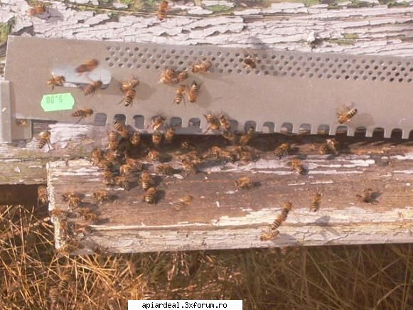 stupi,albine si un_escu - o zi frumoasa mult asteptata de albine si nu numai - ACESTIA SUNTEM NOI