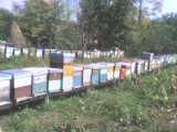stupi pt.. pastoral - gica - STUPI