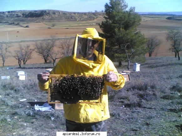 stupi pt.. pastoral - abeja - STUPI