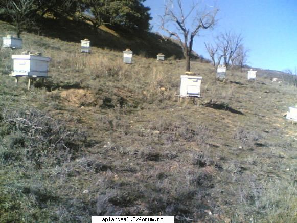 stupi pt.. pastoral - abeja - STUPI