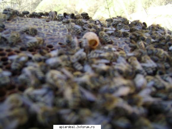 stupina mea - alta unde se si vede cai larva - POZE SI VIDEO