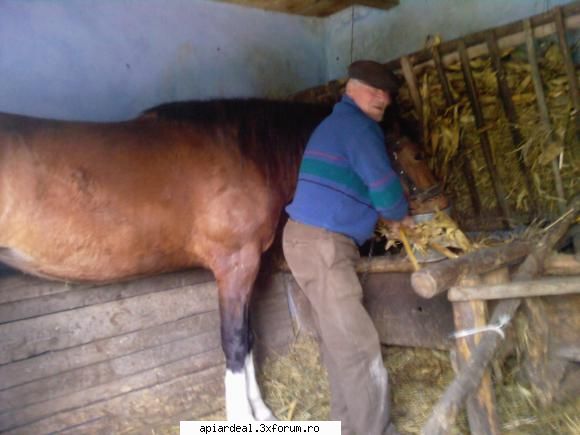 tehnica(practica) transvazarii, scule si ustensile necesare, - Bunicul meu are stupi de 45 de ani - REGINE