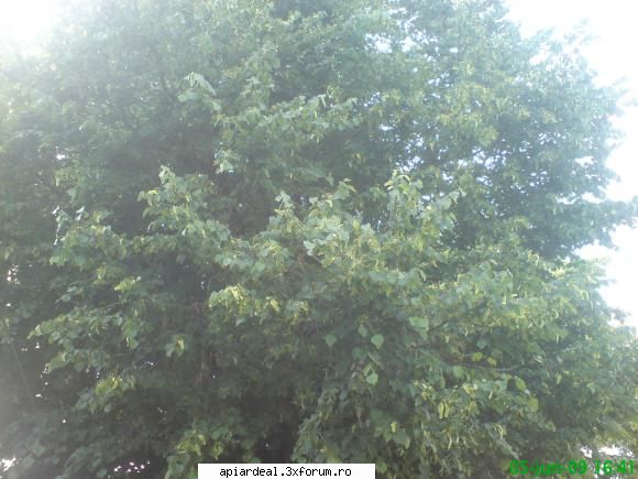 teiul - mihaipop_55 - ARBORI MELIFERI