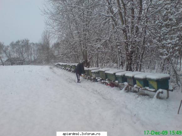 temperatura in tara - azi dimineata in arinis erau -10 grade celsius - INTRETINEREA ALBINELOR