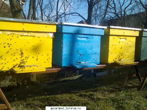 temperatura in tara - au zburat in voie, lucru bun in cazul in care mai - INTRETINEREA ALBINELOR