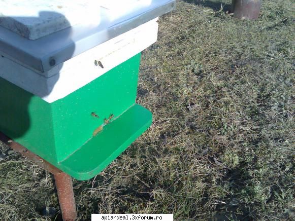 temperatura in tara - Simi - INTRETINEREA ALBINELOR
