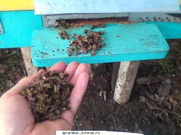 temperatura in tara - acestea sunt cele mai multe scoase la un stup - INTRETINEREA ALBINELOR
