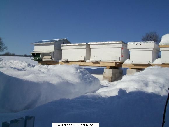 temperatura in tara - astazi, ipotesti suceava ,ora 8:00, -27 - INTRETINEREA ALBINELOR