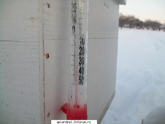temperatura in tara - astazi dimineata ora 07:45 ipotesti suceava - INTRETINEREA ALBINELOR