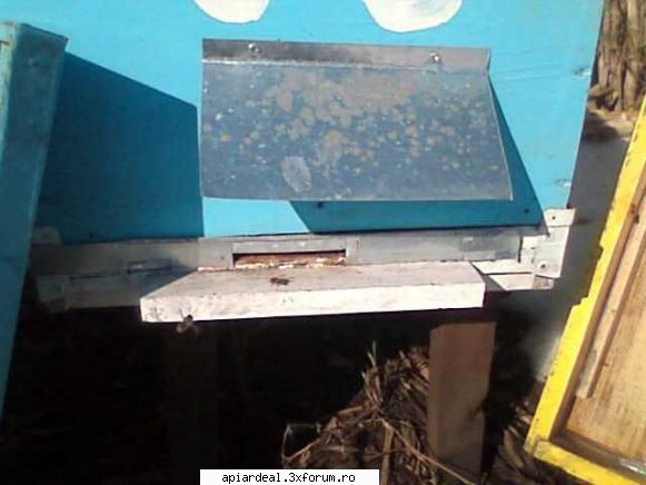 temperatura in tara - La mine 7 grade, albinele au ieşit c�te - INTRETINEREA ALBINELOR