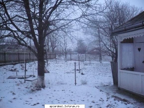 temperatura in tara - alta nu prea recenta - INTRETINEREA ALBINELOR