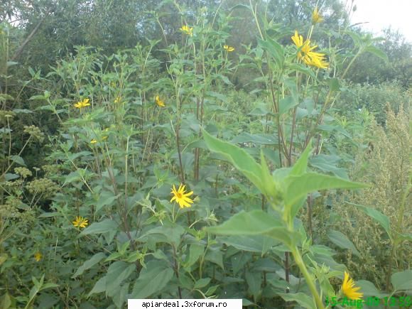 topinamburul - topinamburul ofera nectar si polen de acum si - PLANTE MELIFERE
