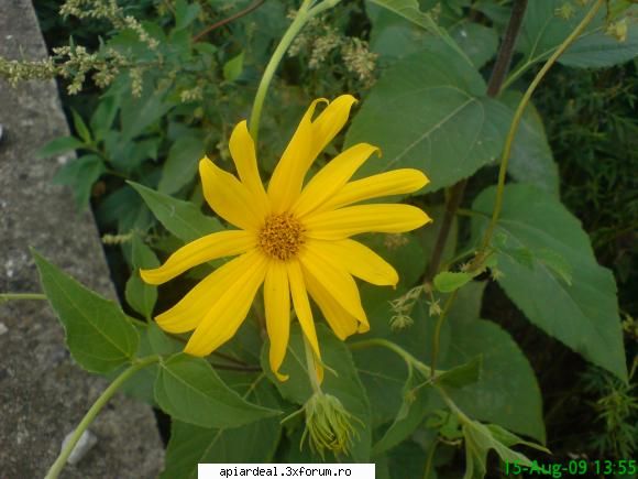 topinamburul - o frumusete de floare - PLANTE MELIFERE