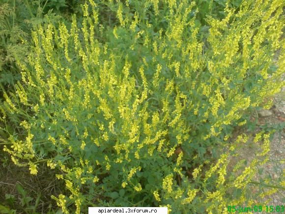 trifoi alb - o planta foarte vizitata de albine,nu stiu ce - PLANTE MELIFERE