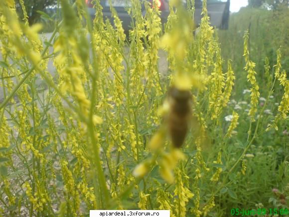 trifoi alb - da,m-am documentat este sulfina galbena - PLANTE MELIFERE