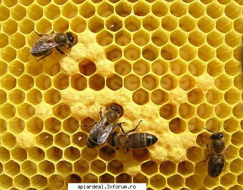turta proteica - acest sirop pe care il dati pana in floare ce - INTRETINEREA ALBINELOR