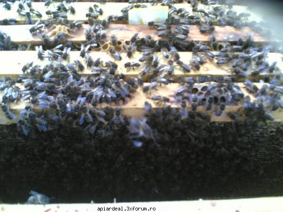 turta proteica - abeja - INTRETINEREA ALBINELOR