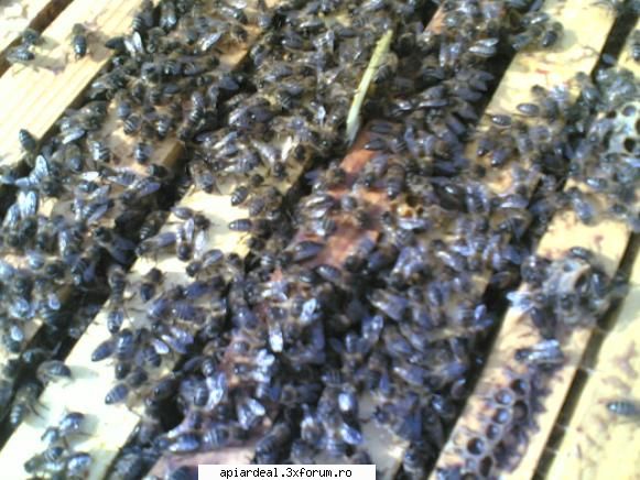turta proteica - abeja - INTRETINEREA ALBINELOR