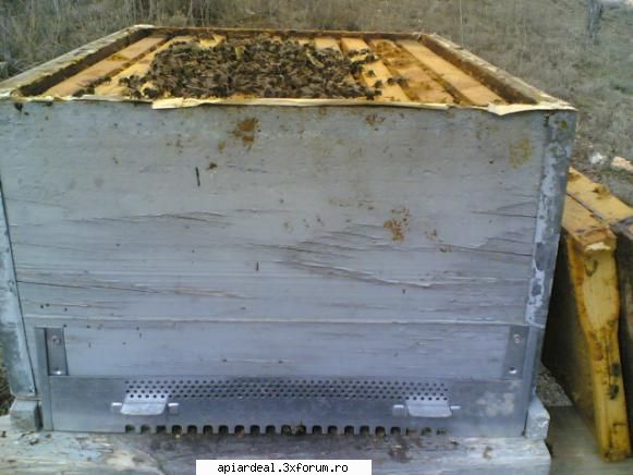 turta proteica - abeja - INTRETINEREA ALBINELOR