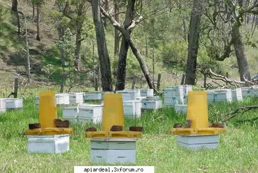 turta proteica - Mare avantaj la feed-bee este faptul ca incepand - INTRETINEREA ALBINELOR