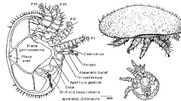 varroa - Varroa S-a mai discutat despre acest parazit. Am - BOLI SI DAUNATORI