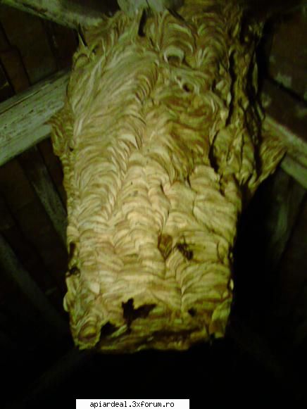 viespea uriasa - Condamnarea la moarte a insectelor a venit in - SUNT INCEPATOR